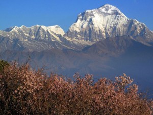 Nepal_IMG_1394-vi