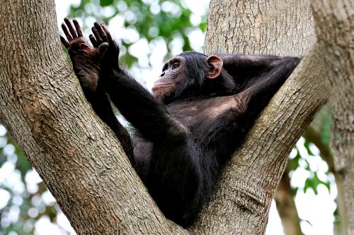 uwec-entebbe-uganda-a24844726