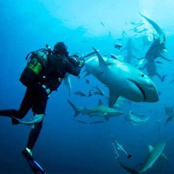 sharks-diving.jpg